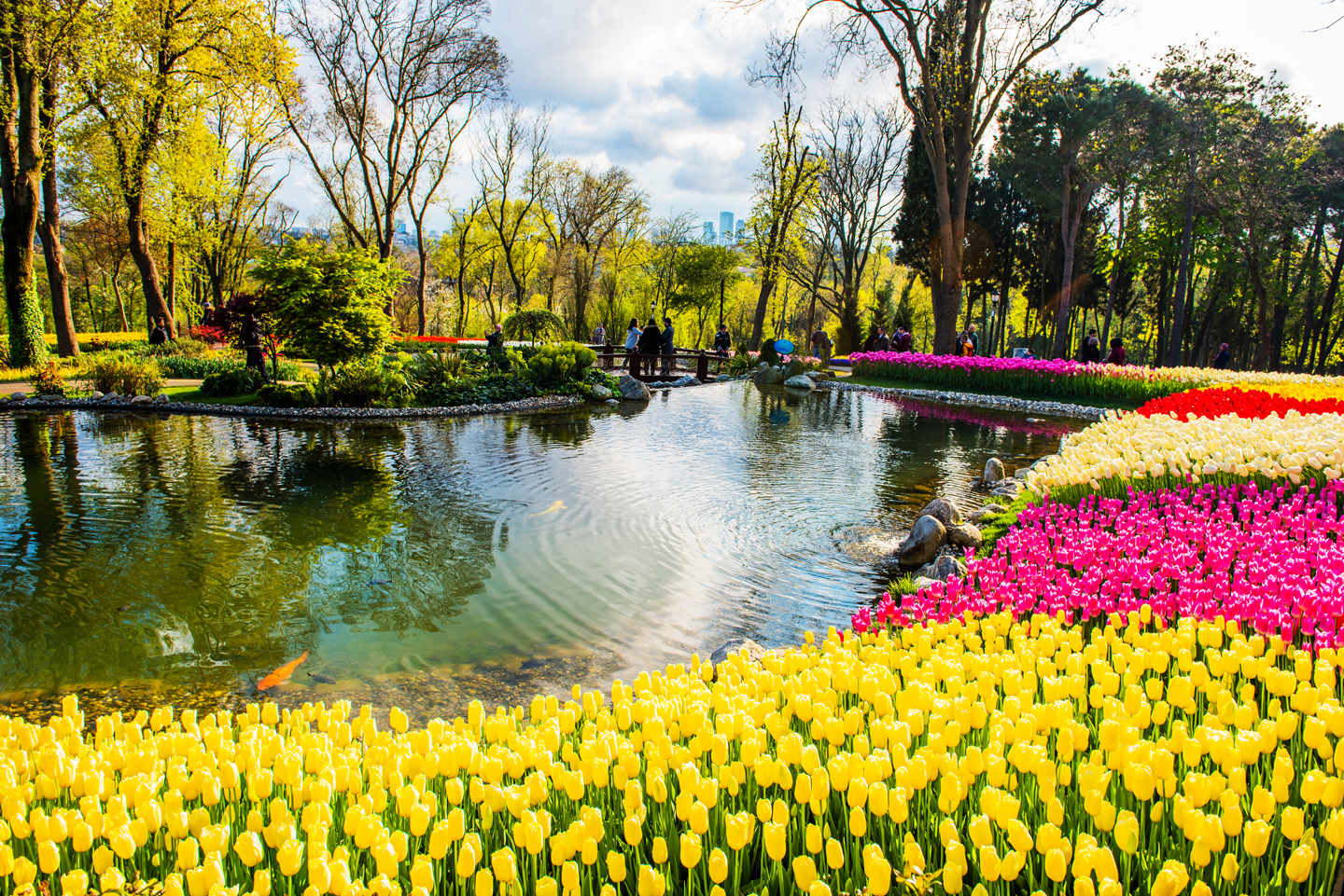 tulipesflore tulipesflore